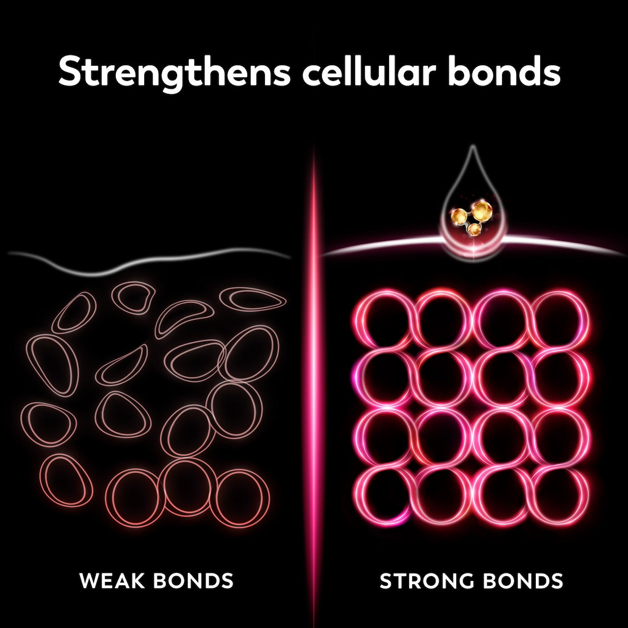 Strengthens cellular bonds. Graphic depicting weak bonds and strong bonds. Strengthens cellular bonds. Graphic depicting weak bonds and strong bonds.
