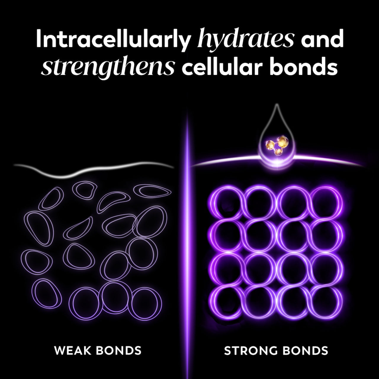 Graphic showing weak and strong cellular bonds. Intracellularly hydrates and strengthens cellular bonds. Graphic showing weak and strong cellular bonds. Intracellularly hydrates and strengthens cellular bonds.