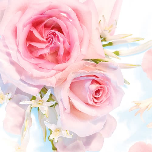 ingredient1 - Roses ingredient1 - Roses