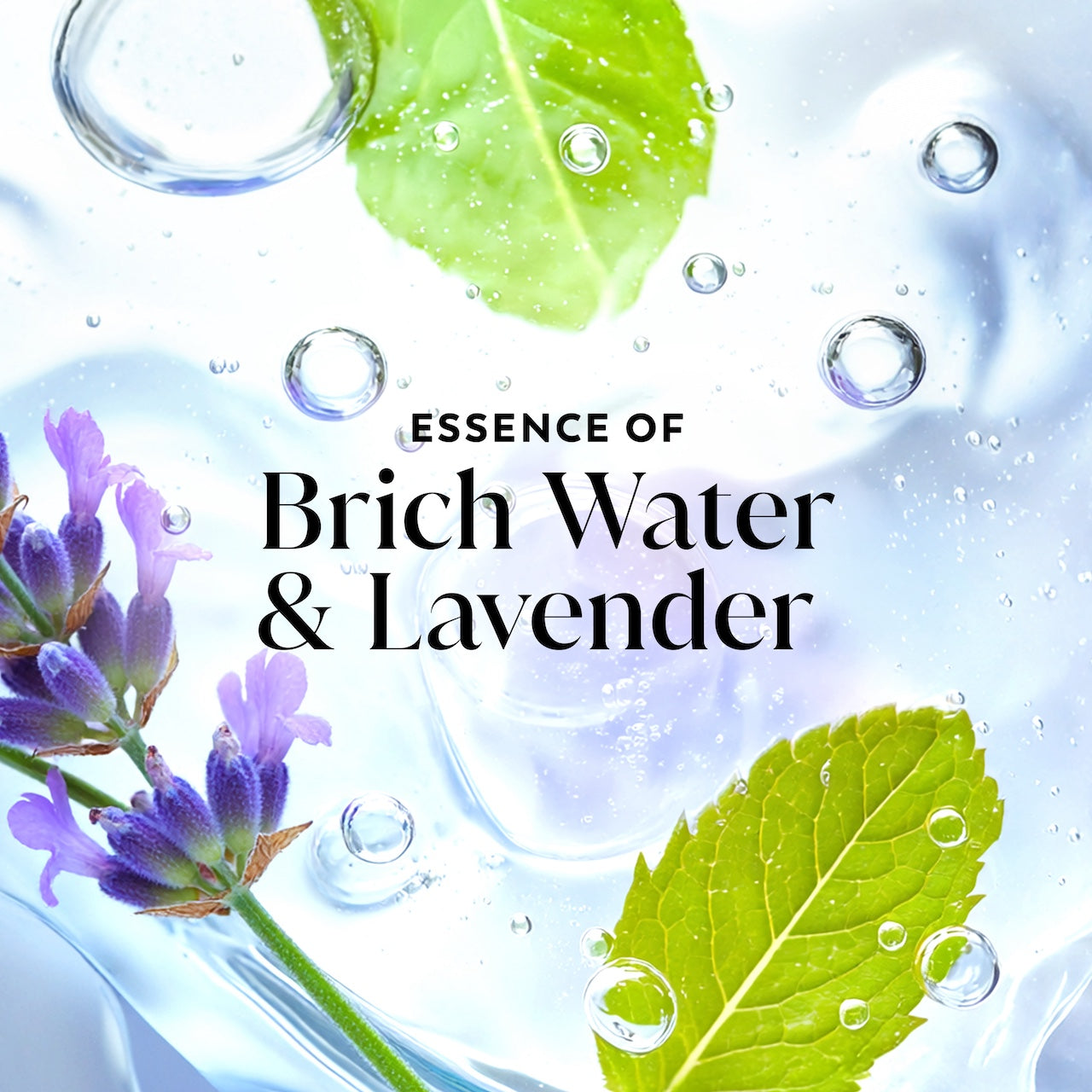 Lavender and leaves in water. Essence of birch water and lavender Lavender and leaves in water. Essence of birch water and lavender