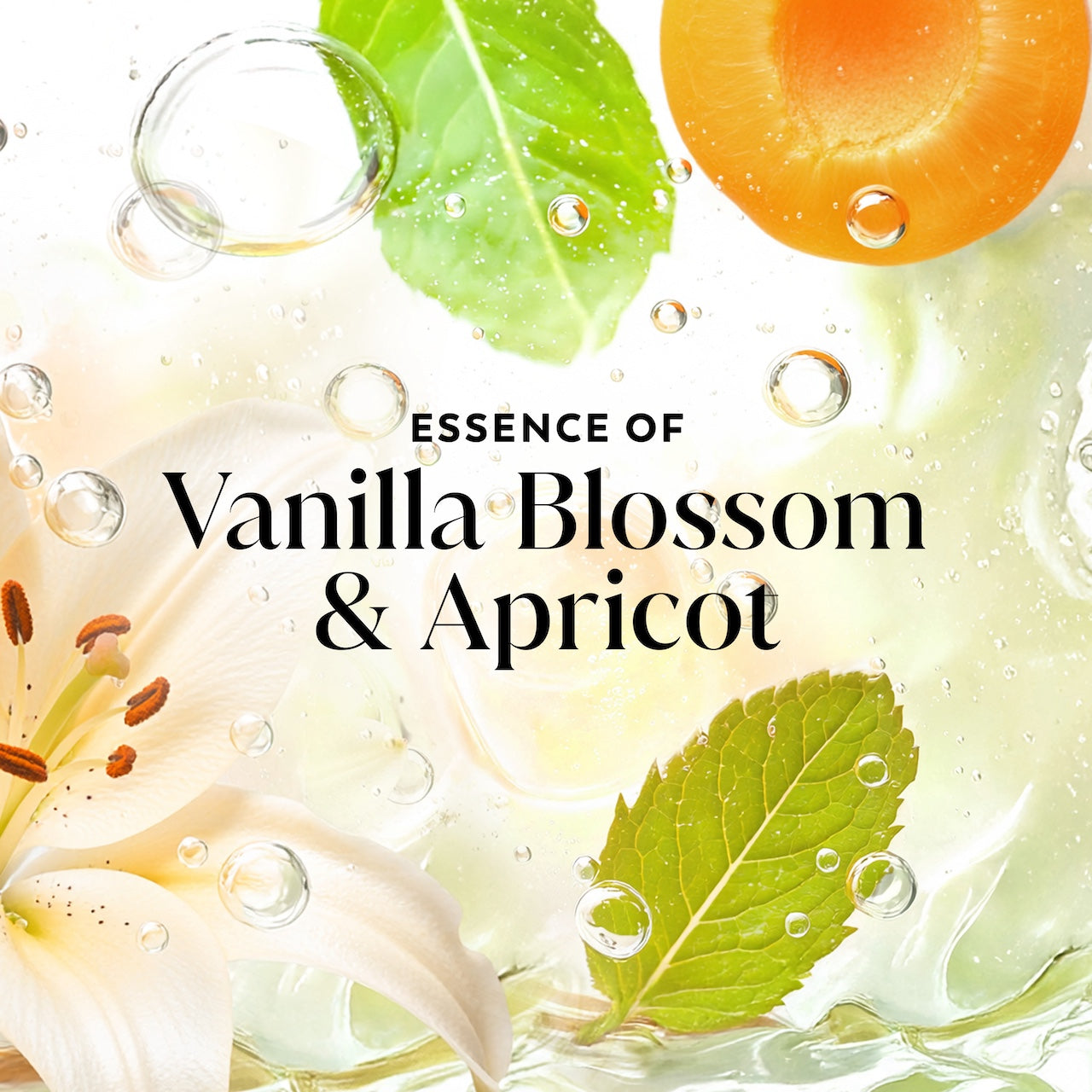 Apricot and leaves in water. Essence of vanilla blossom and apricot Apricot and leaves in water. Essence of vanilla blossom and apricot