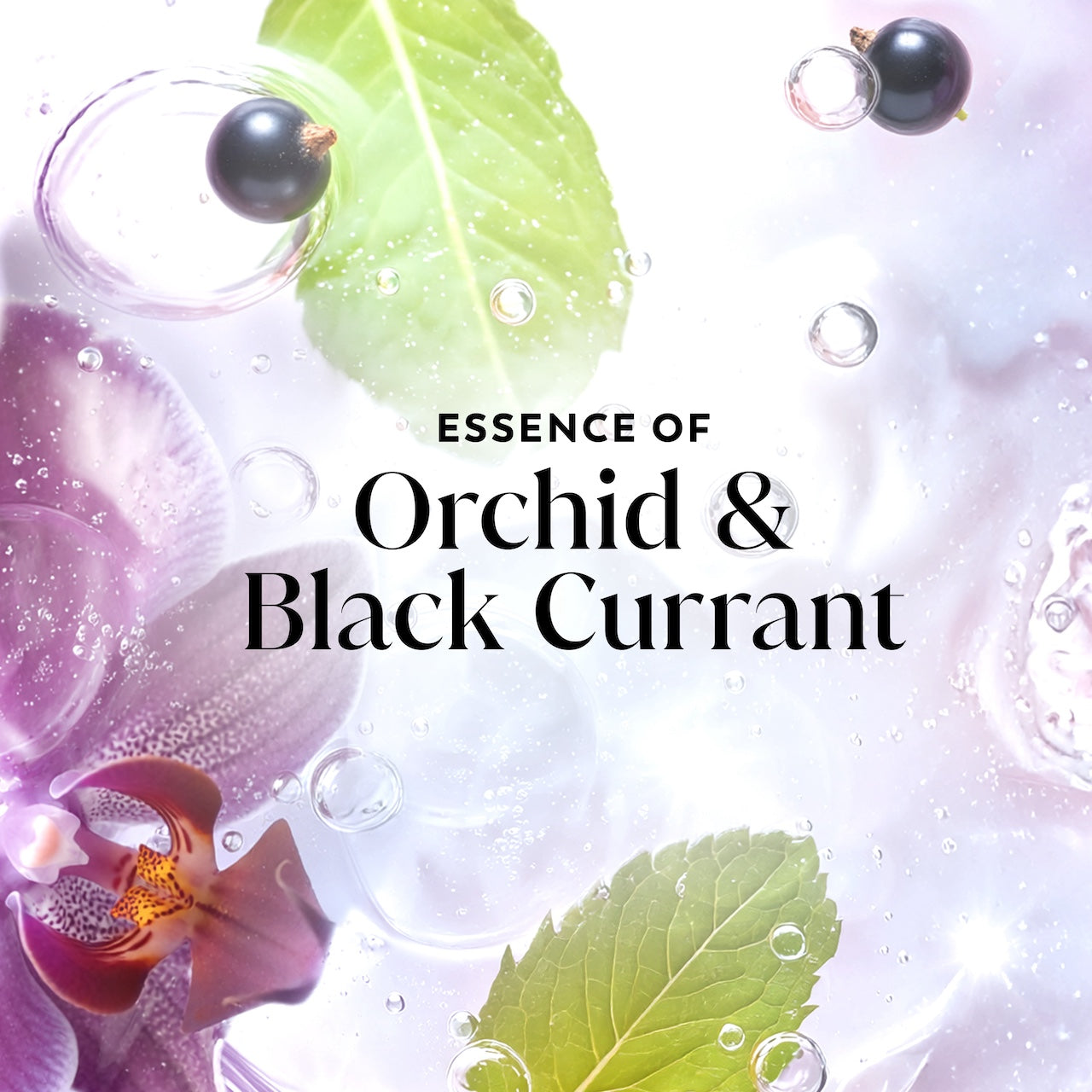 Flowers and leaves in water. Essence of Orchid and Black Currant